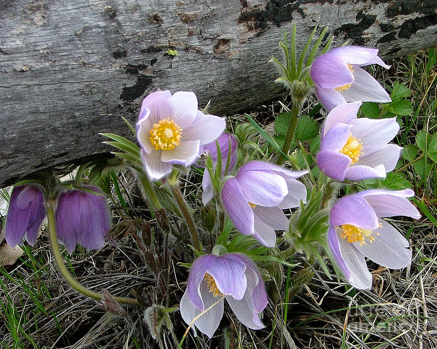 Pasqueflower Bouquet Photograph by Katie LaSalle-Lowery