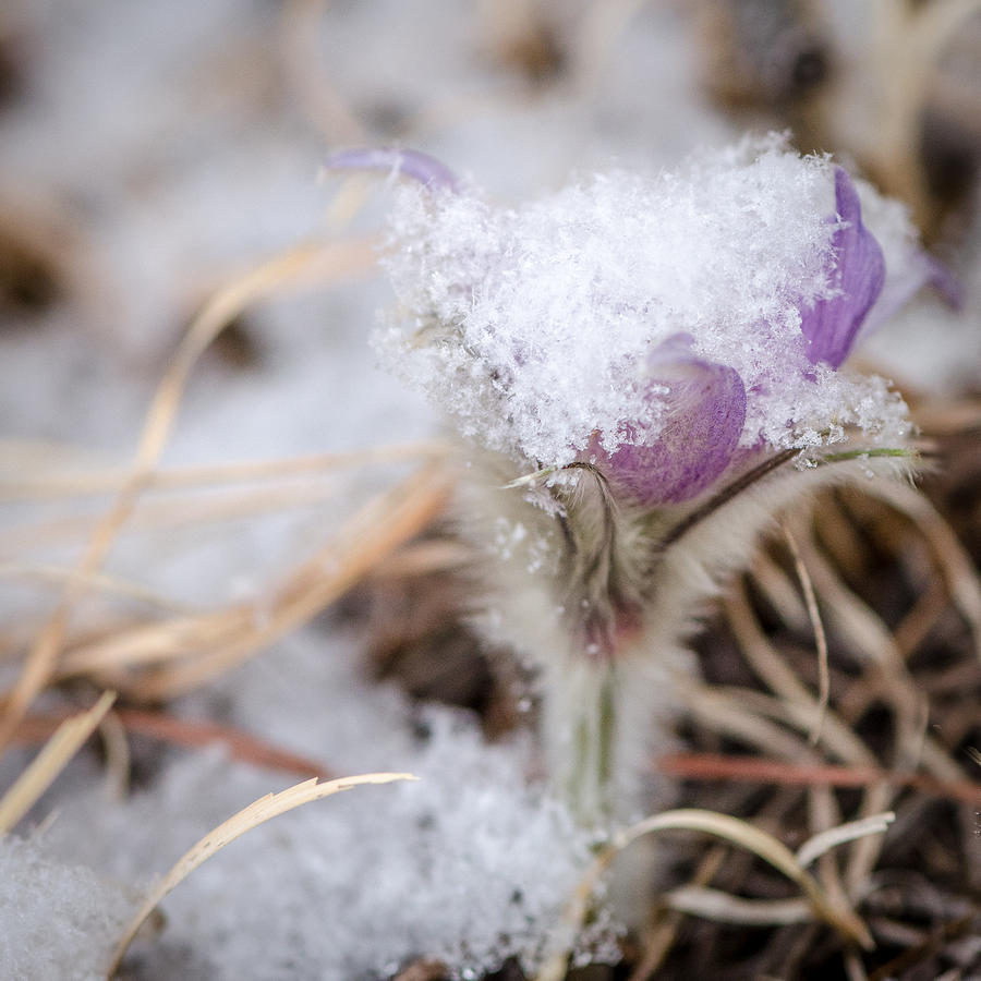 Pasqueflower in the Snow Photograph by Greni Graph