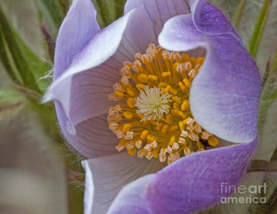 Pasqueflower Promise Photograph by Katie LaSalle-Lowery
