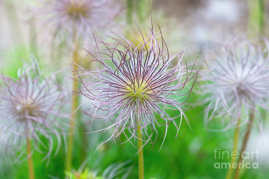 Flower Photograph -  Pasqueflower Seed Heads by Tim Gainey