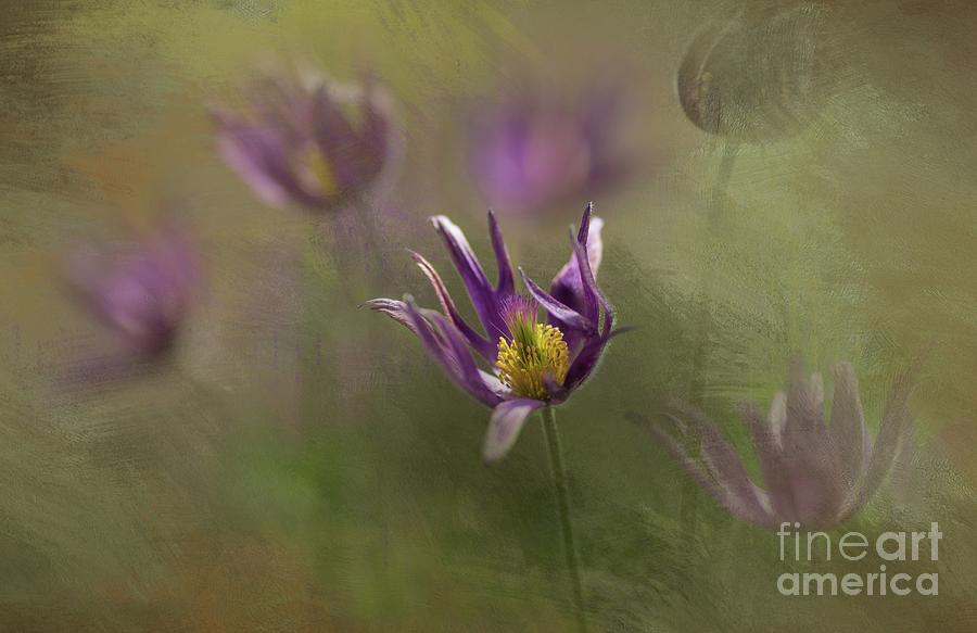 Spring Photograph - Pasqueflowers by Eva Lechner