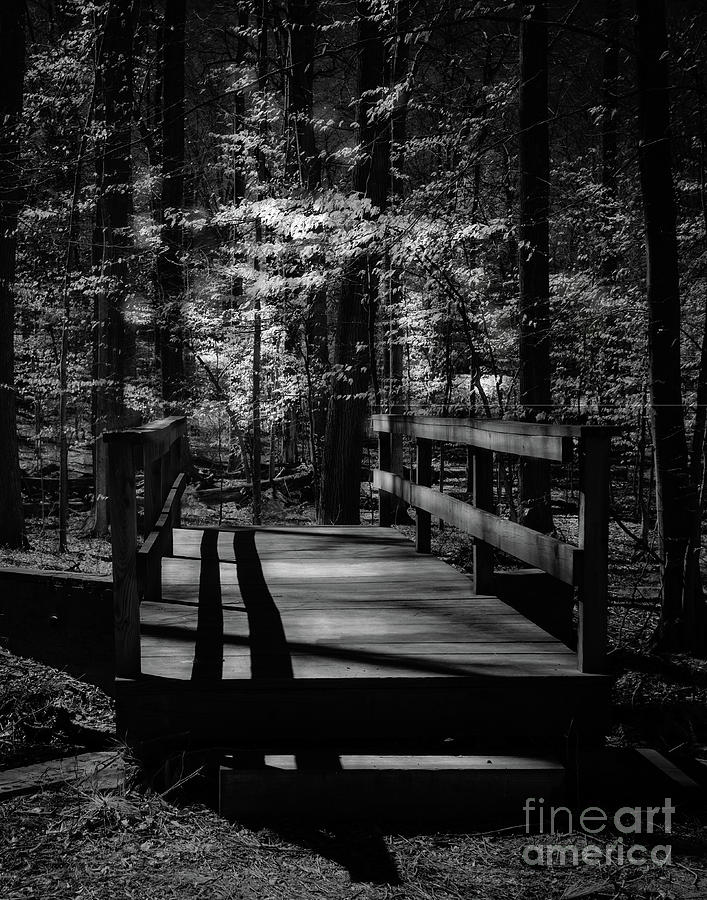 Passage into woods Photograph by Izet Kapetanovic