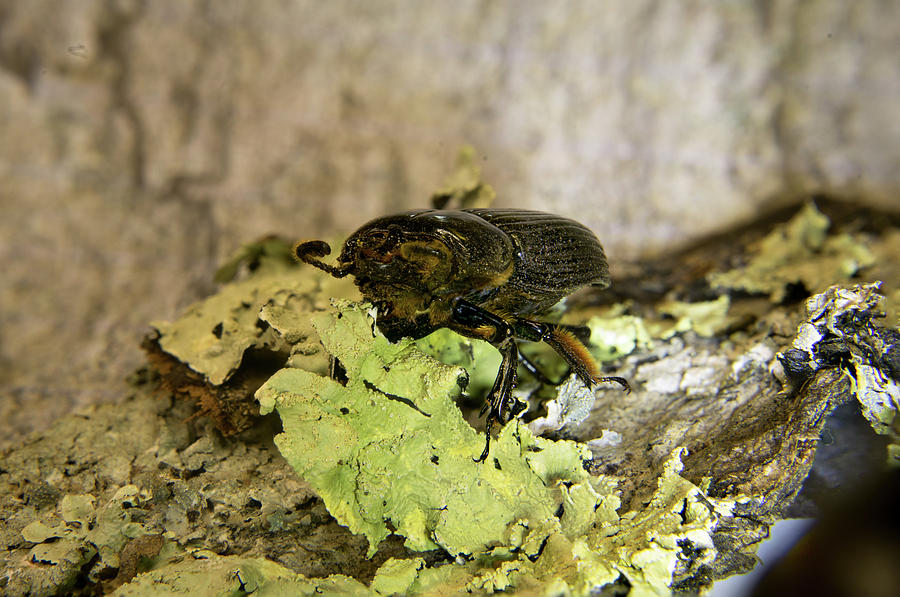 Passalid Beetle Met Head On Photograph by Douglas Barnett