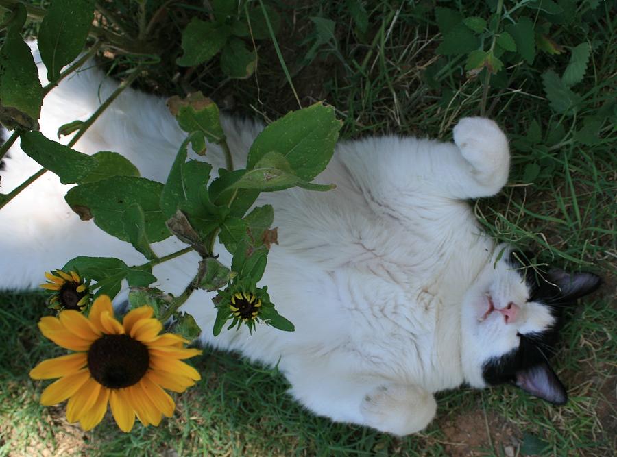 Passed Out Under the Daisies Photograph by Marna Edwards Flavell