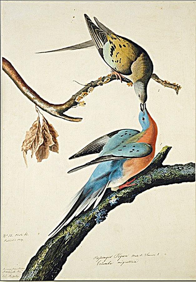 Passenger Pigeon Painting by Audubon