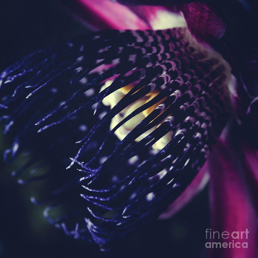 Passiflora Alata - Winged Stem Passion Flower - Ruby Star - Ouva Photograph by Sharon Mau