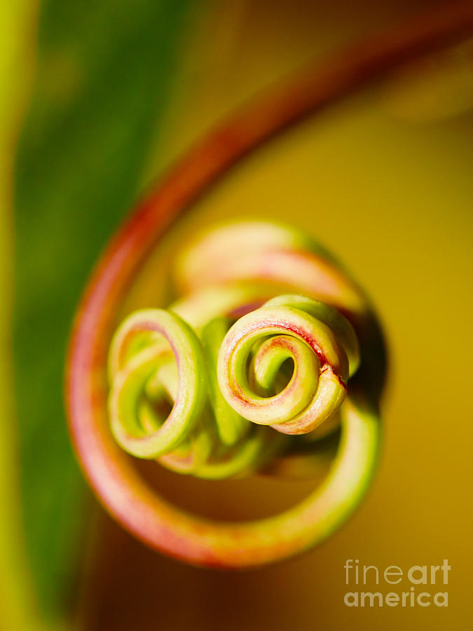 Passiflora closeup Photograph by Nick  Biemans