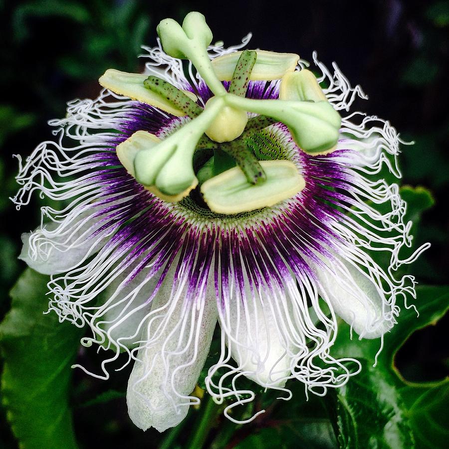 Passiflora Photograph by Eric Suchman