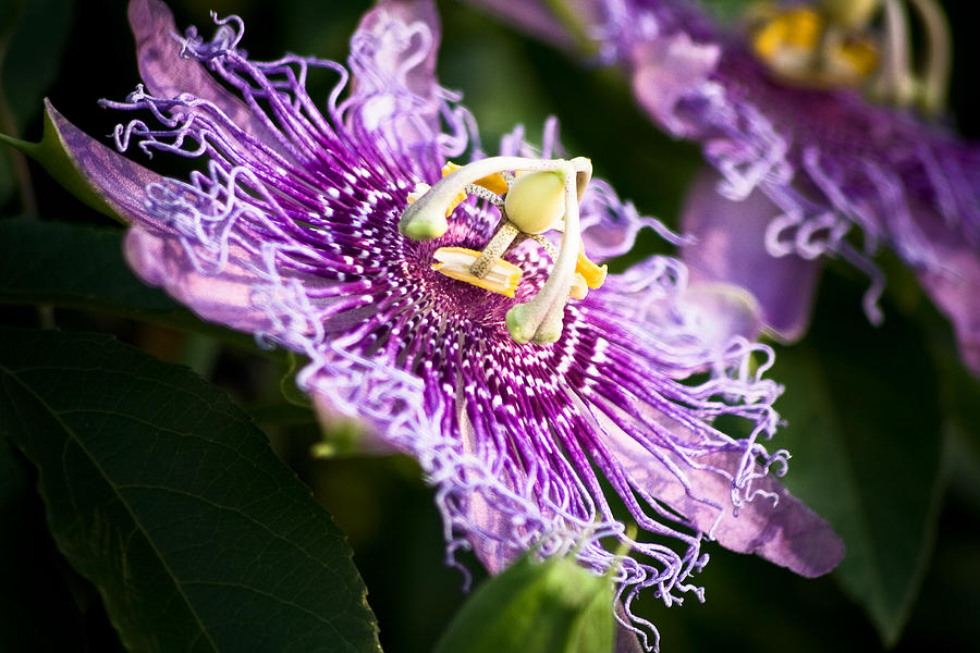 Passiflora Photograph by Mike McMurray
