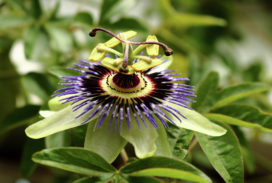 Passiflora. Passion flower Photograph by Jeff Townsend