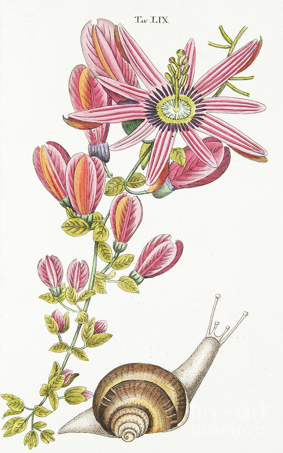 Still Life Drawing - Passiflora Princeps by Antonio Piccioli