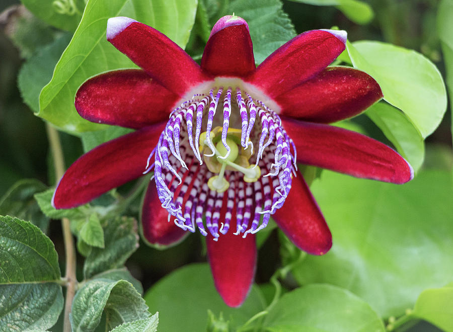 Passiflora Ruby Glow. Passion Flower Photograph by Venetia Featherstone-Witty