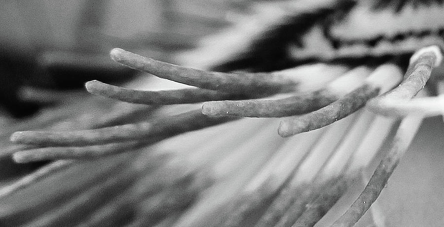 Nature Photograph - Passifloras Macro by Cesar Vieira