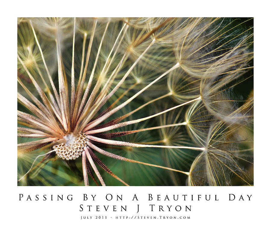 Flowers Photograph - Passing By On A Beautiful Day by Steven Tryon Flowers Photograph - Passing By On A Beautiful Day by Steven Tryon