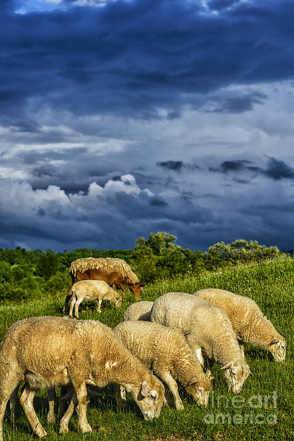Passing Storm and Grazing Sheep Photograph by Thomas R Fletcher