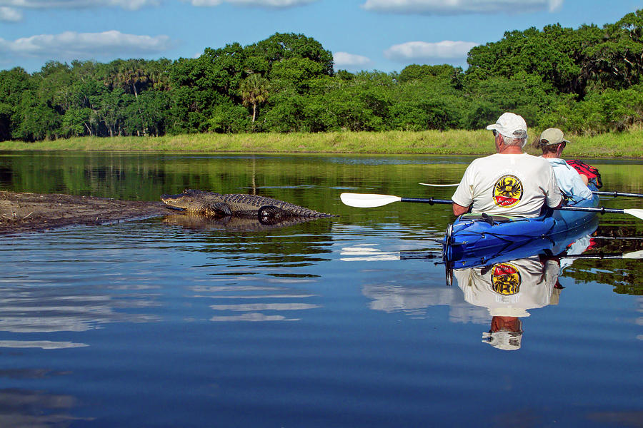 Passing the Gator Photograph by Sally Weigand