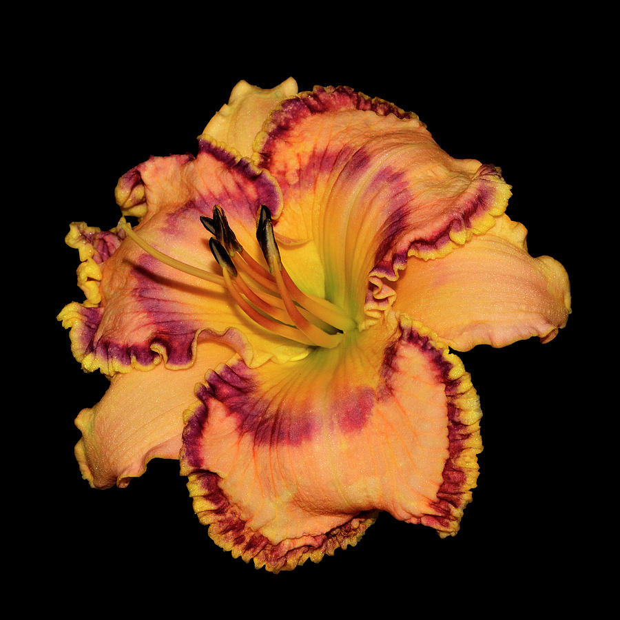 Passion And Pride Daylily 001 Photograph by George Bostian