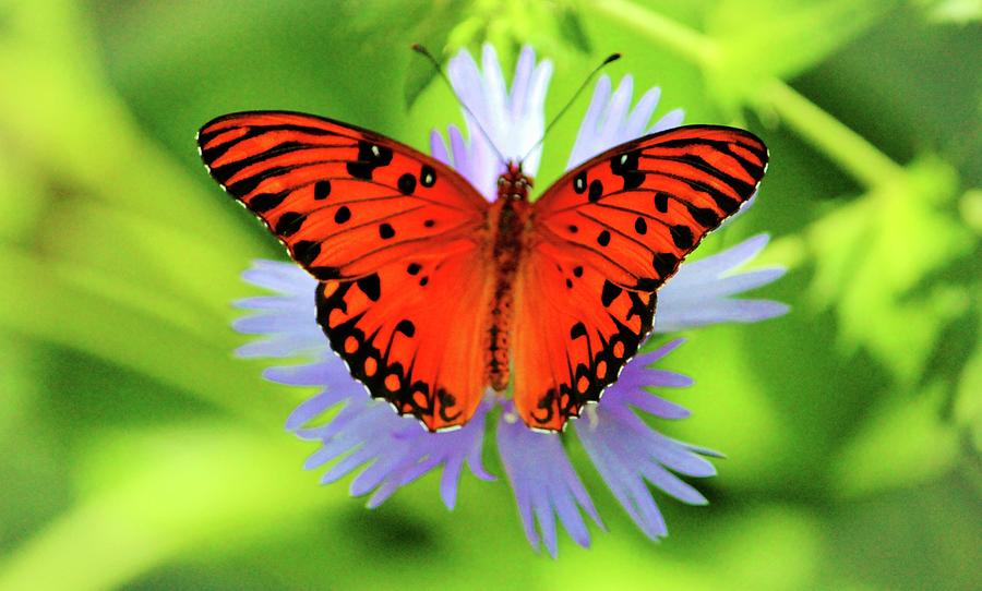 Passion Butterfly Photograph by Cynthia Guinn