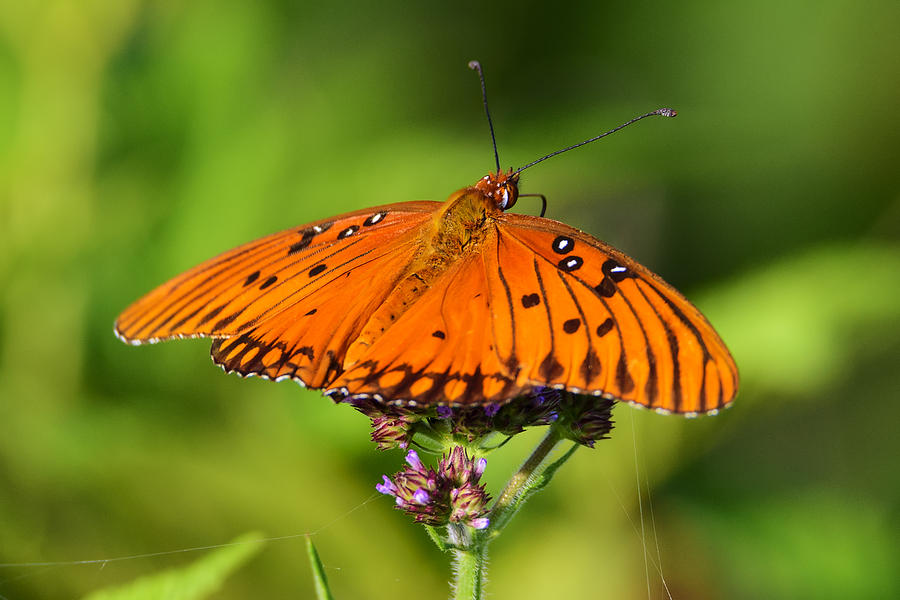 Passion Butterfly Photograph by Steve Samples - Fine Art America