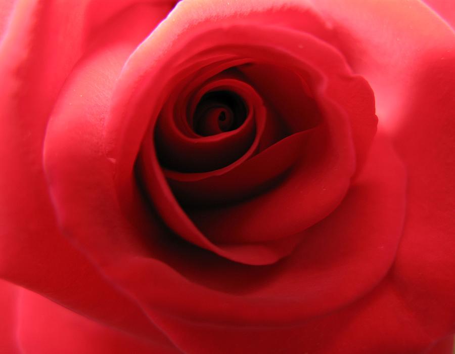 Rose Photograph - Passion by Carol Sweetwood