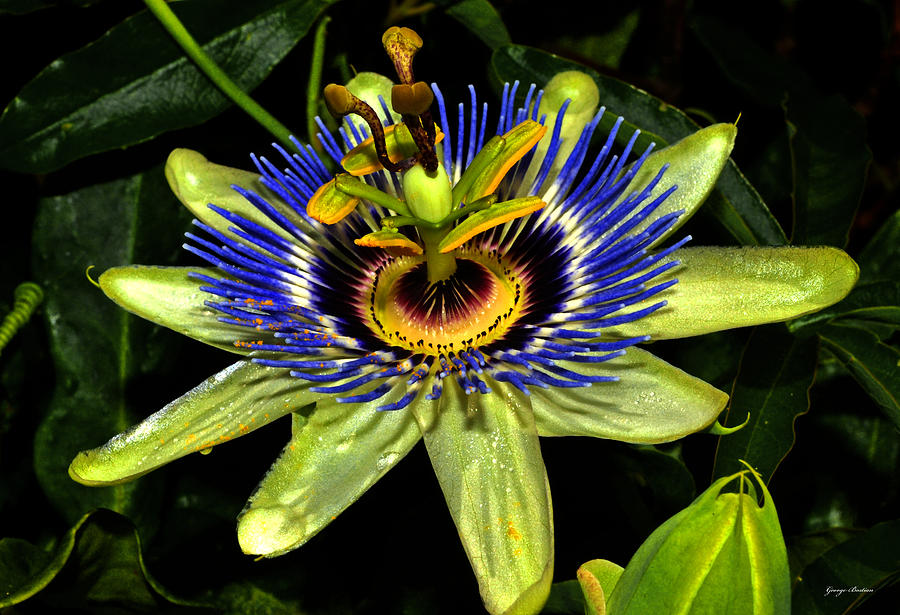 Passion Flower 003 Photograph by George Bostian