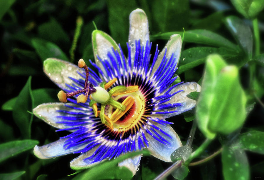 Passion Flower 015 Photograph by George Bostian