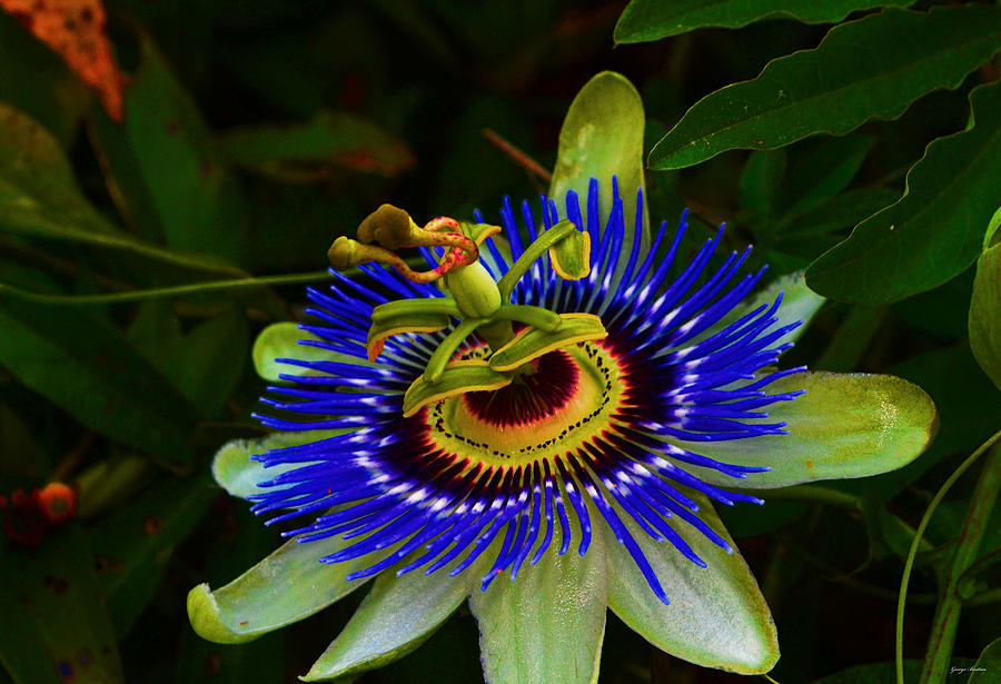 Passion Flower 016 Photograph by George Bostian