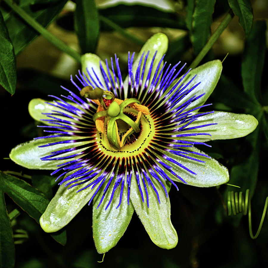 Passion Flower 039 Photograph by George Bostian