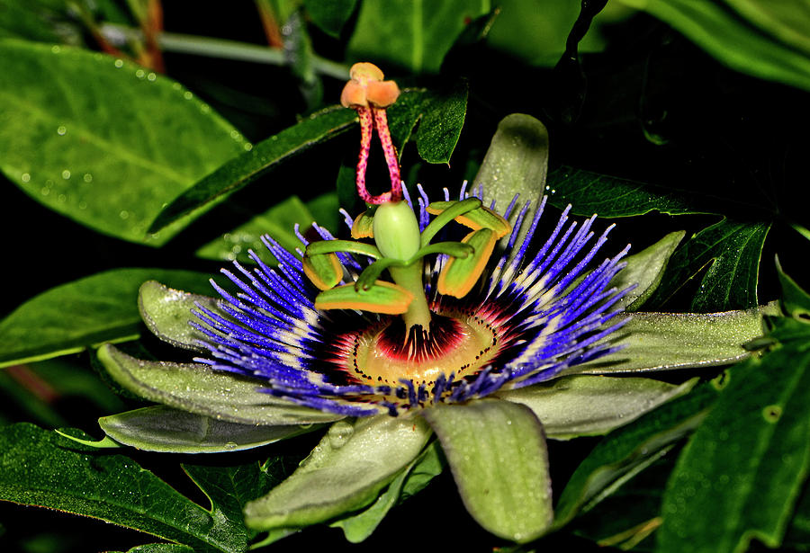 Passion Flower 058 Photograph by George Bostian