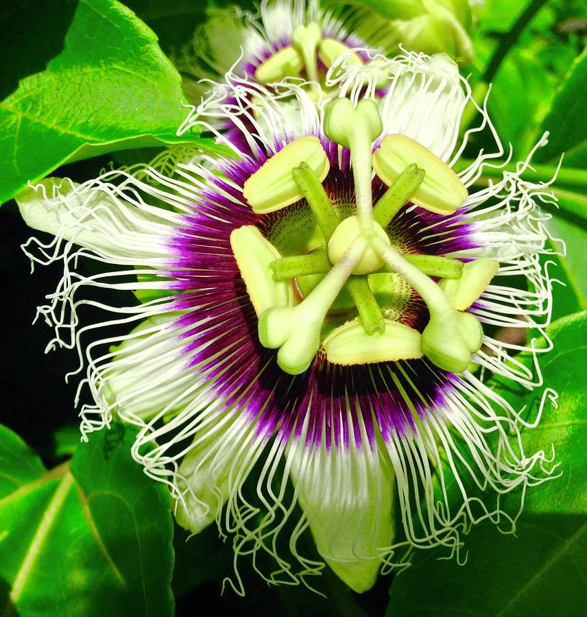 Passion Flower 1 Photograph by Joalene Young