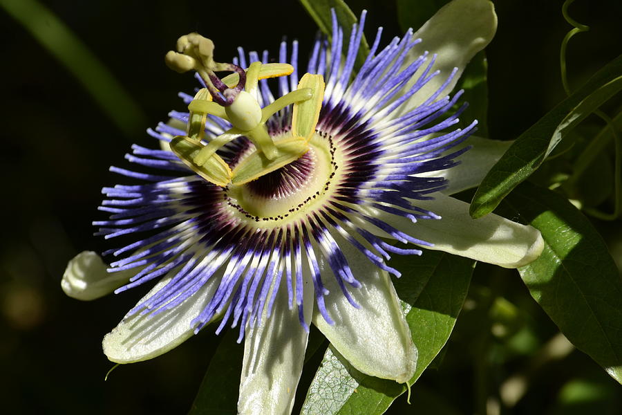 Passion Flower 1 Photograph by Nadalyn Larsen