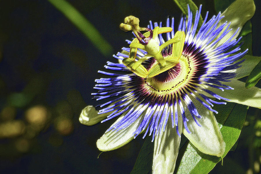 Passion Flower 1 With Detail Photograph by Nadalyn Larsen