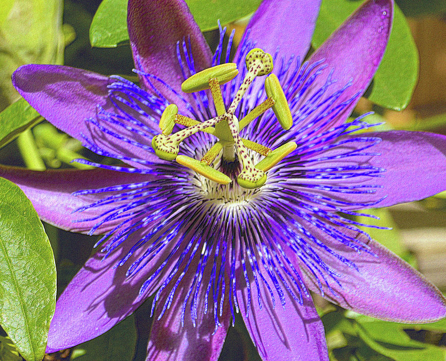 Passion Flower 2 Photograph by Nadalyn Larsen