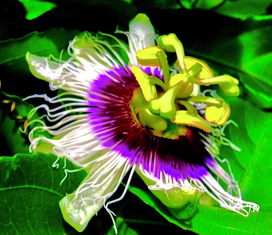 Passion Flower 3 Uplift Photograph by Joalene Young