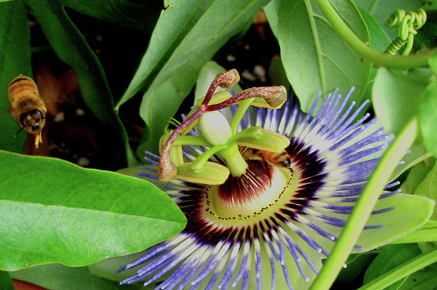 Passion Flower Photograph by Allen Nice-Webb
