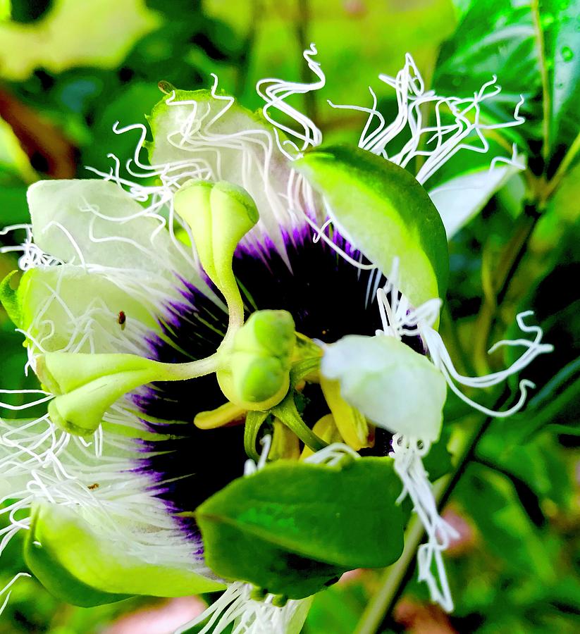 Passion Flower Aloha Two Photograph by Joalene Young