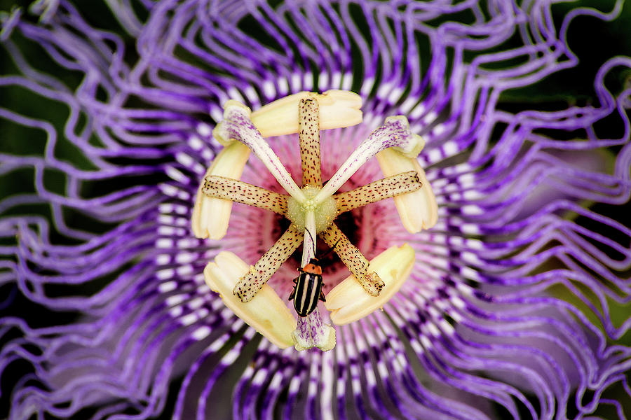 Passion Flower and Bug Photograph by Don Johnson