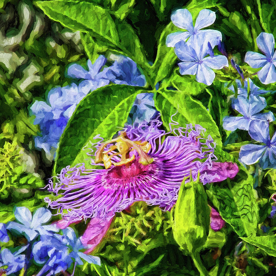 Passion Flower And Plumbago Photograph by HH Photography of Florida