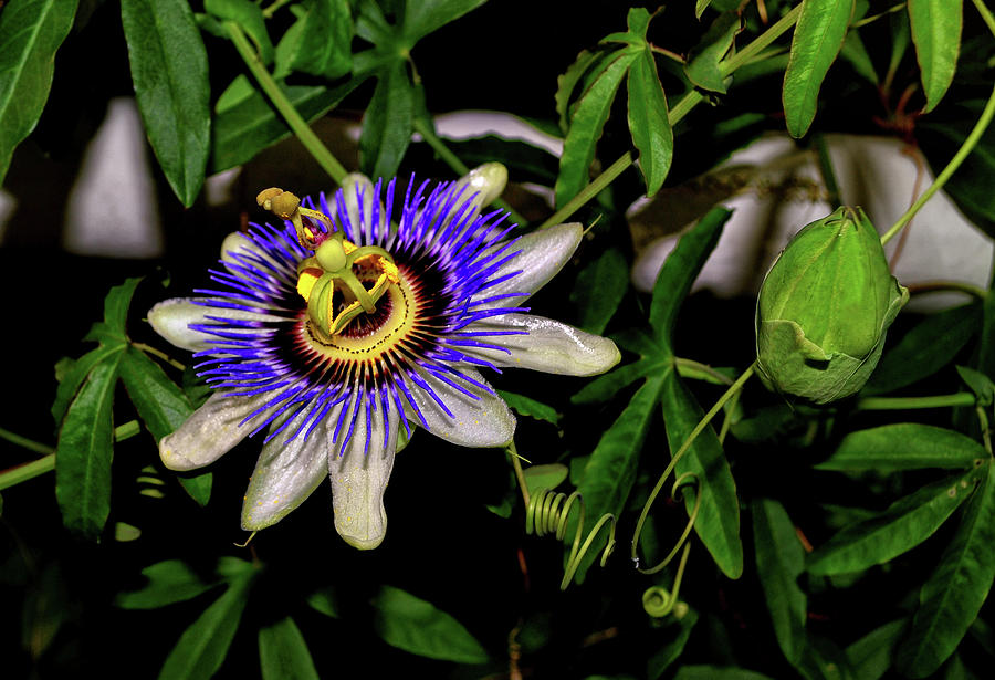 Passion Flower And Pod 002 Photograph by George Bostian