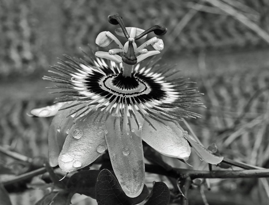 Passion Flower and Raindrops Photograph by Jeff Townsend