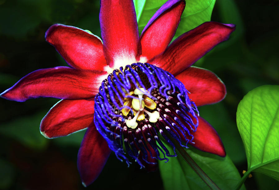 Passion Flower Photograph by Anthony Jones