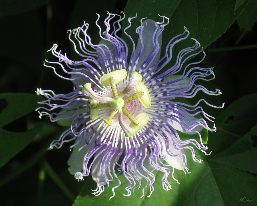 Passion Flower Photograph by Brad Brailsford
