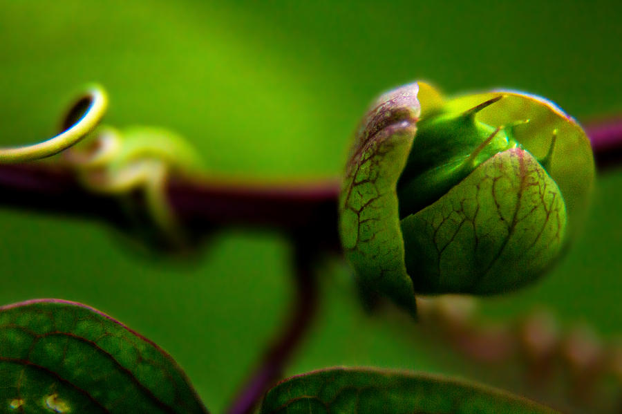 Passion Flower Bud Photograph