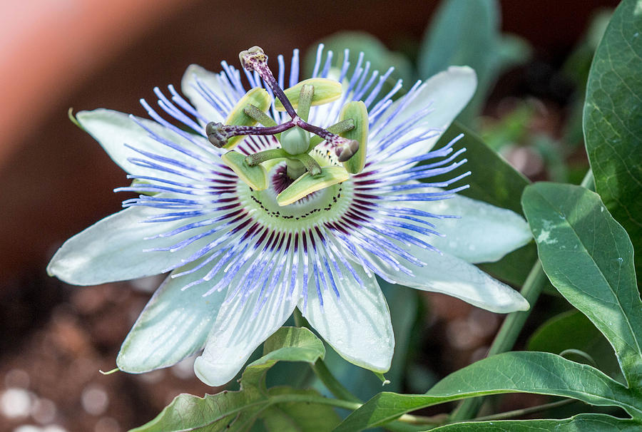 Passion Flower Photograph by Cathy Donohoue