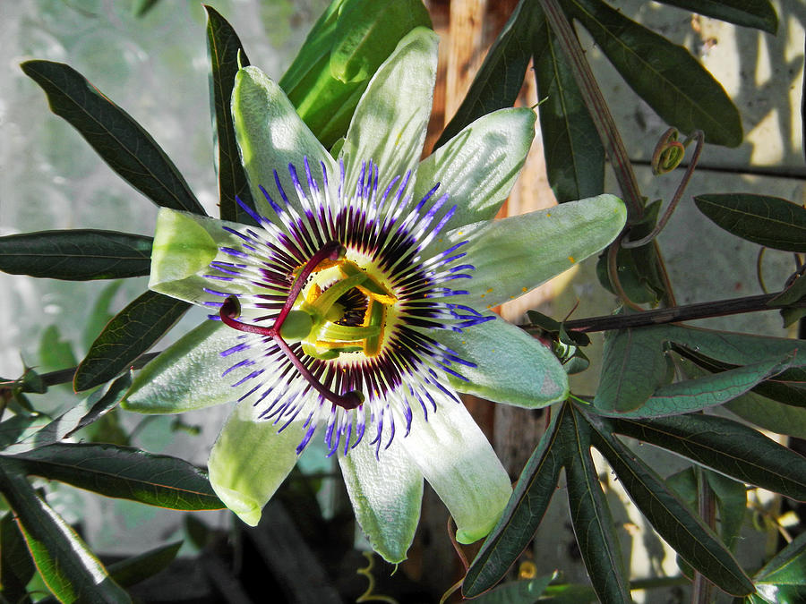 Passion Flower Close-up Photograph by Rod Johnson