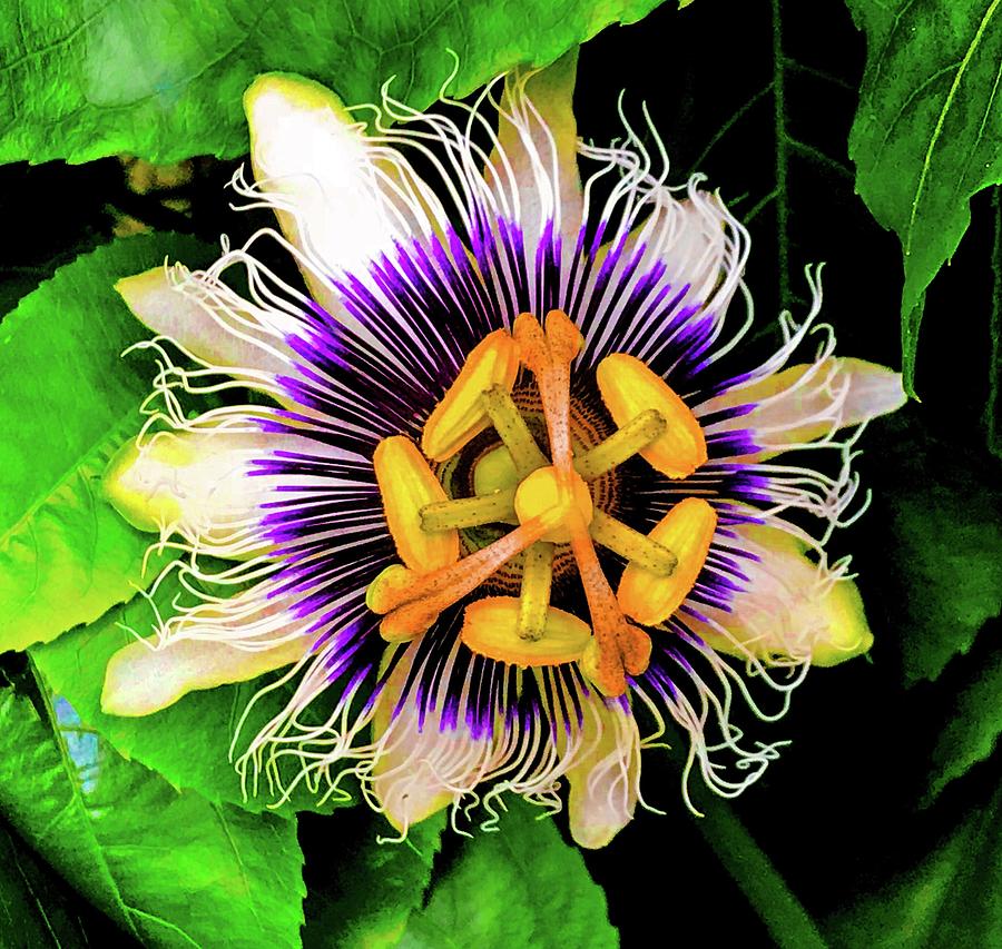 Passion Flower for Madam Pele Photograph by Joalene Young