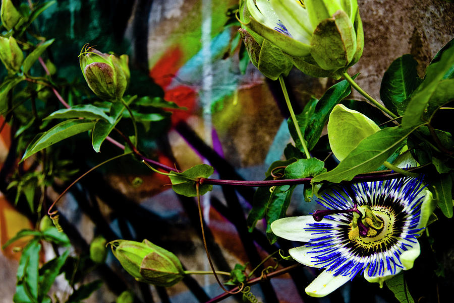 Nature Photograph - Passion Flower Graffiti by Grebo Gray