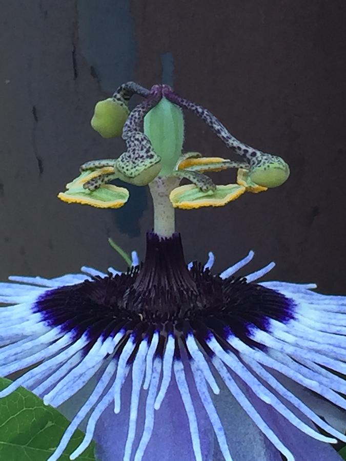 Passion Flower Hula Photograph by Gini Moore