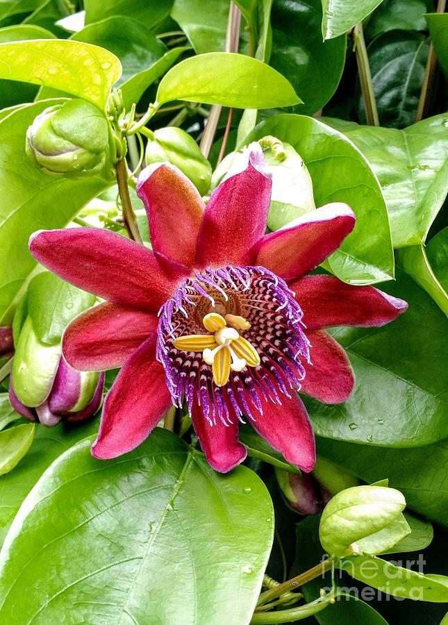 Passion Flower in Autumn Photograph by Anita Adams