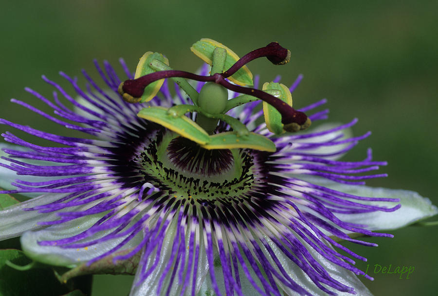 Passion Flower in Orbit Photograph by Janet DeLapp